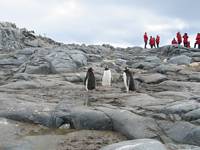 On land and a threesome of Gentoo Penguins
