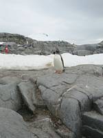Gentoo penguine , Looking as if to say , Well , What are you staring at